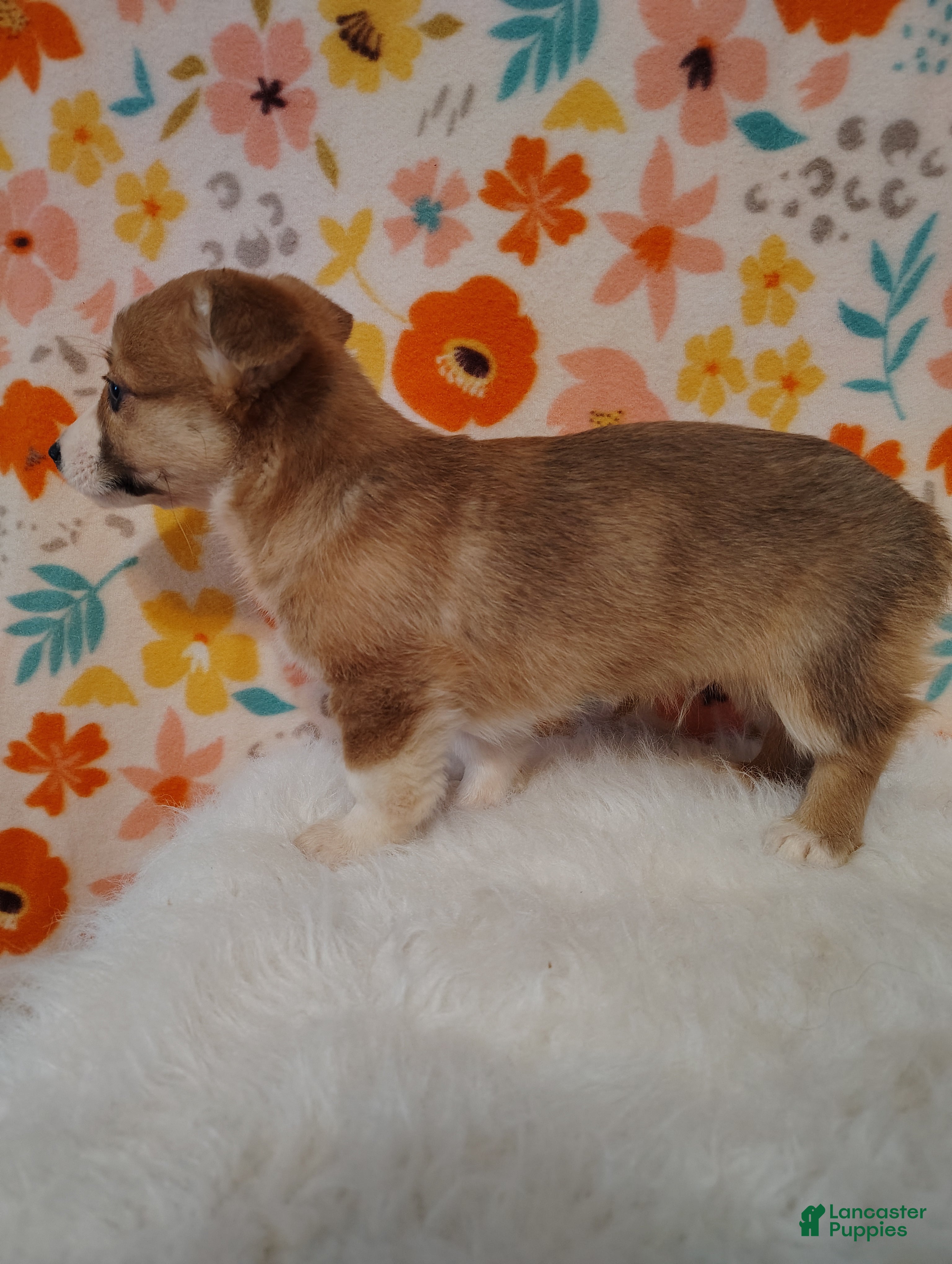 Welsh Corgi Pembroke dogs Levi - Ad 2