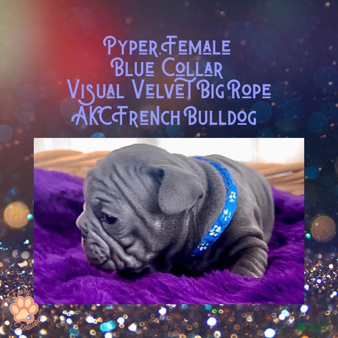 French Bulldog dogs for sale: Pyper “Blue Collar”, Female  - Ad 3