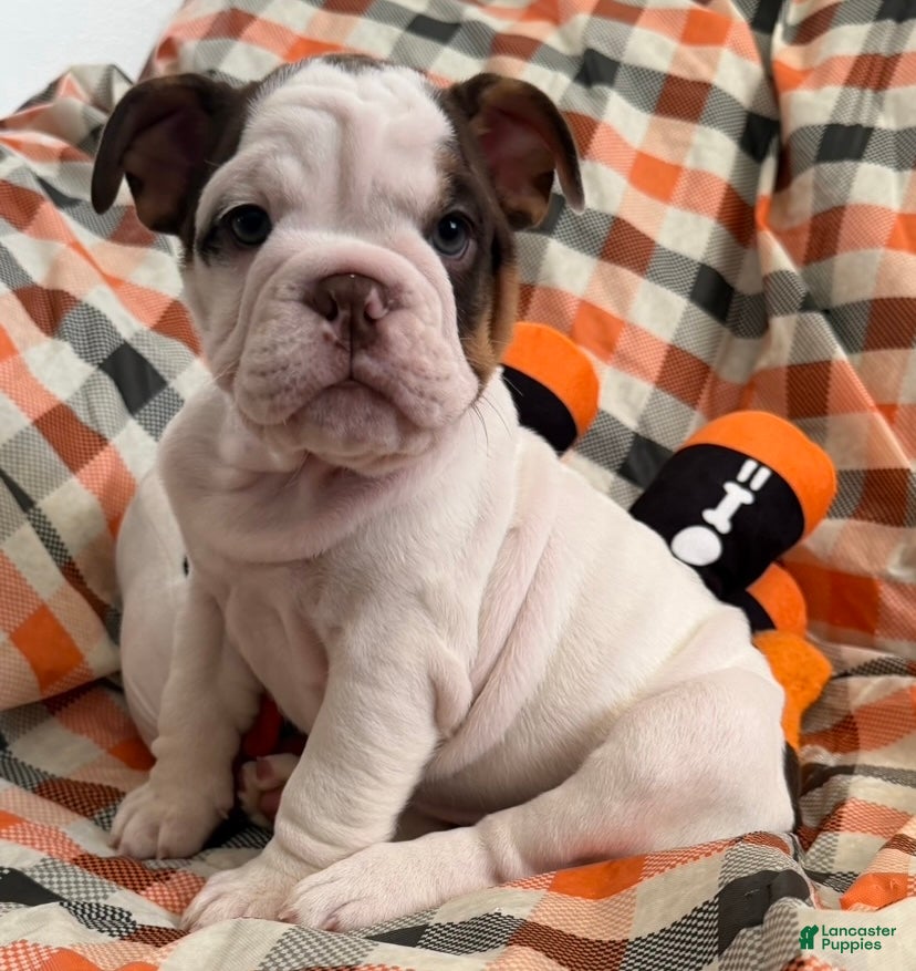 English Bulldog dogs for sale: Bella girl  - Ad 14