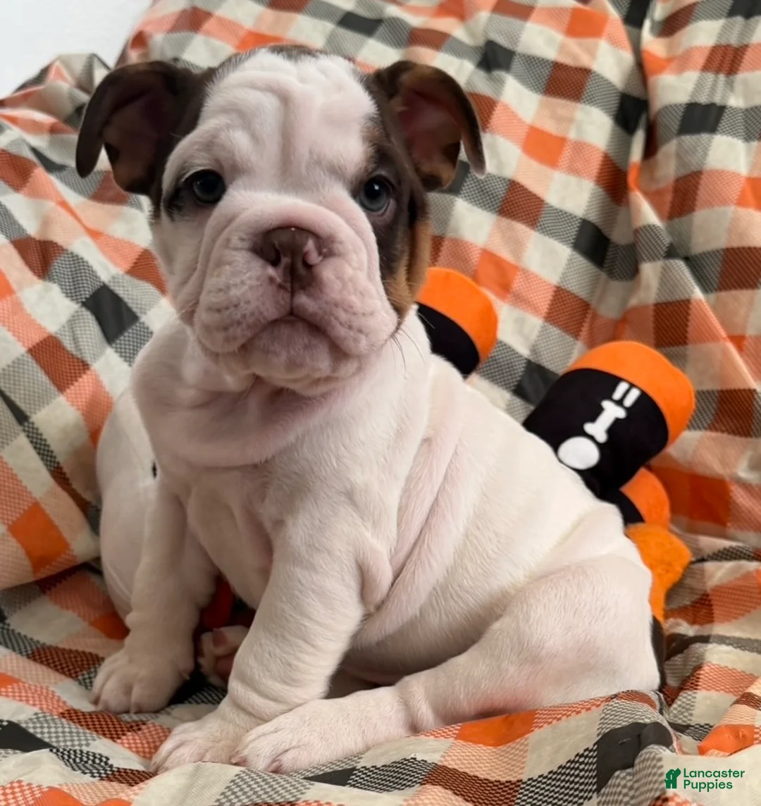 English Bulldog dogs for sale: Bella girl  - Ad 1