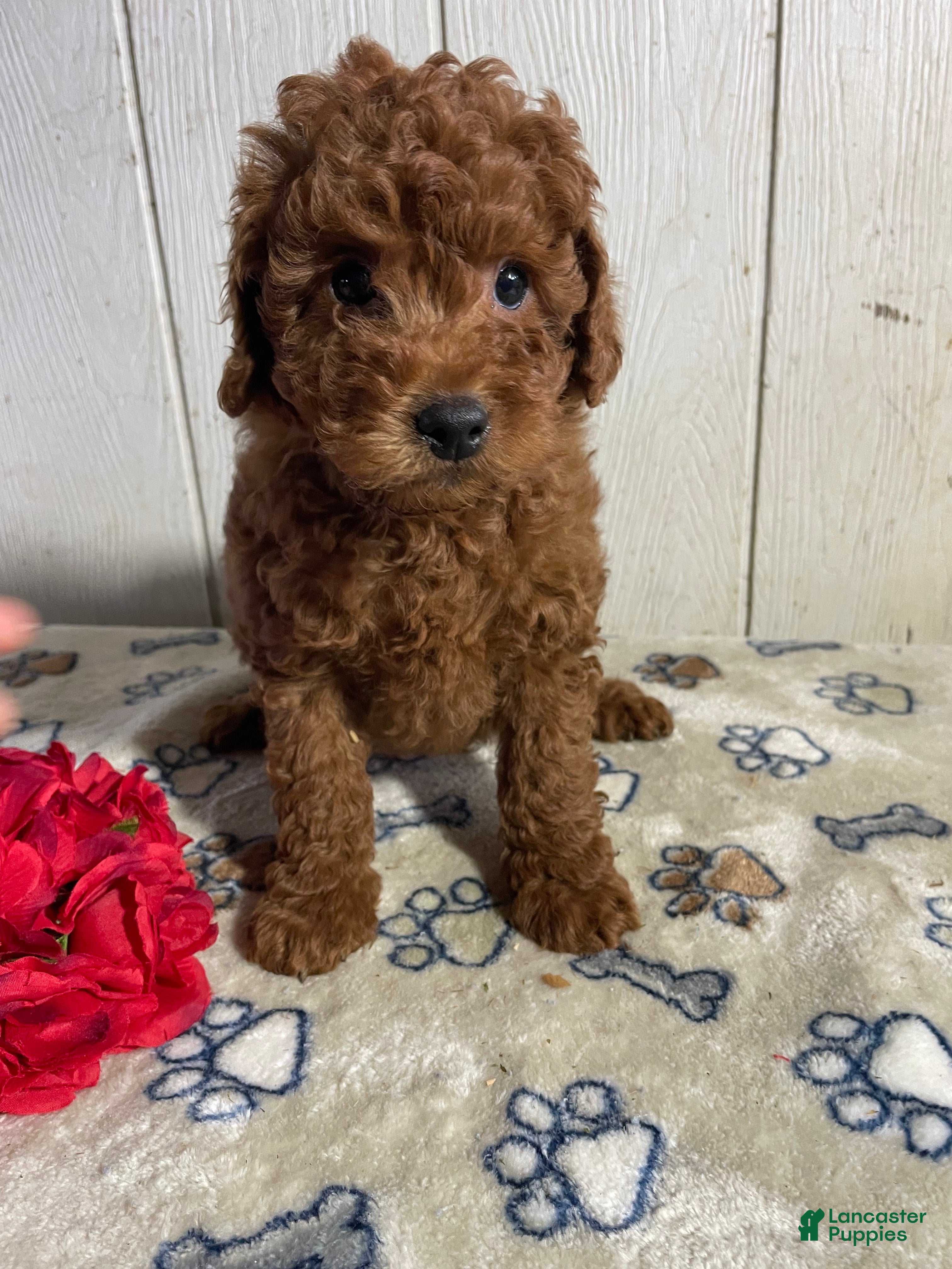 Mini Goldendoodle dogs Merv - Ad 37