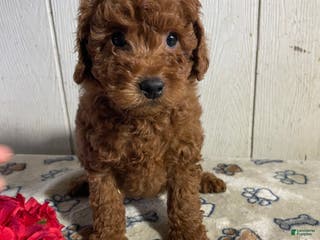 Mini Goldendoodle dogs Merv - Ad 37