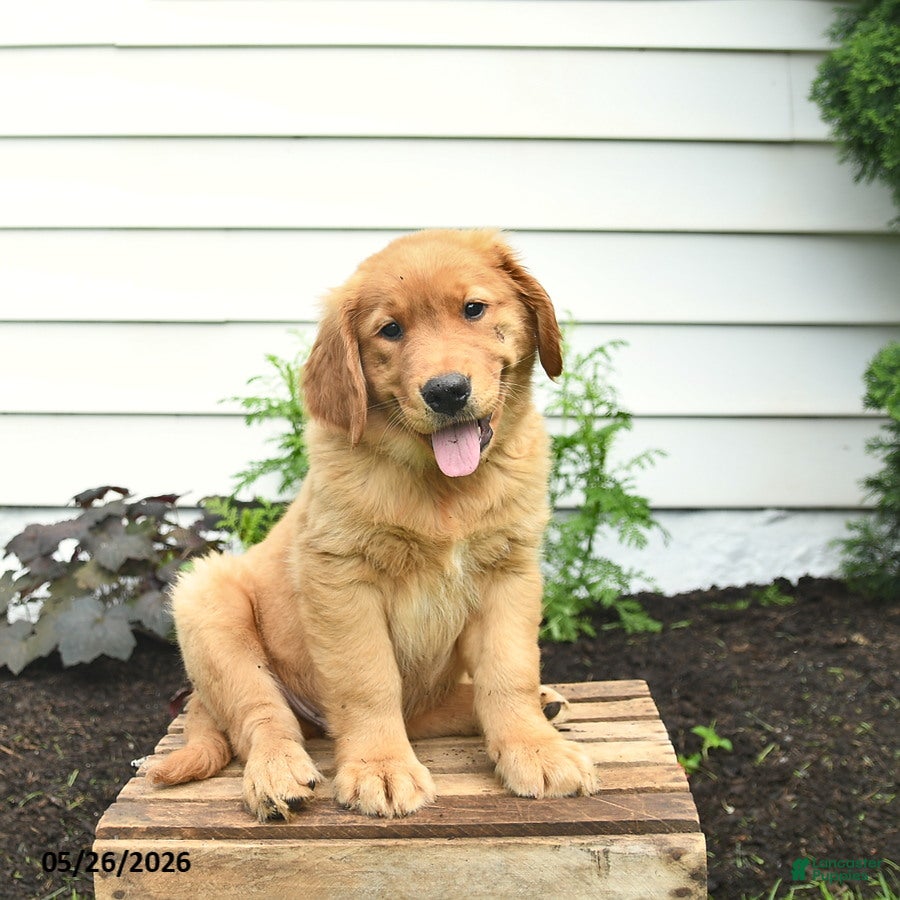 Golden Retriever dogs Cash  - Ad 1