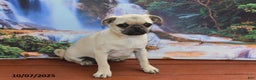 Pug dogs for sale: Wee Willy Winkie - Ad 10