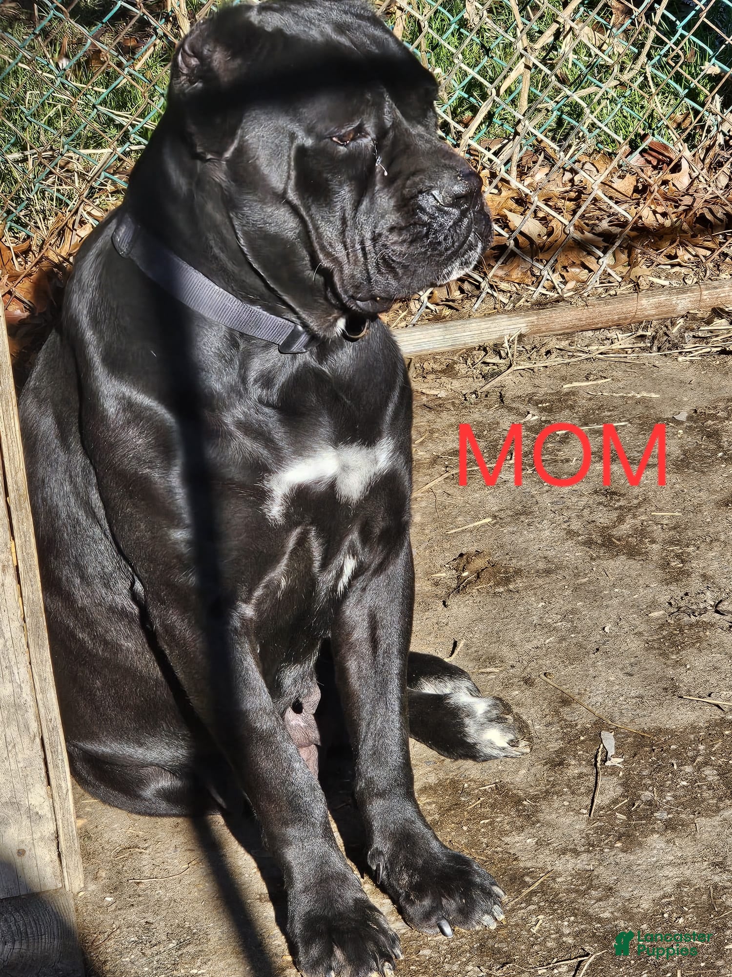 Cane Corso dogs REMI - Ad 12