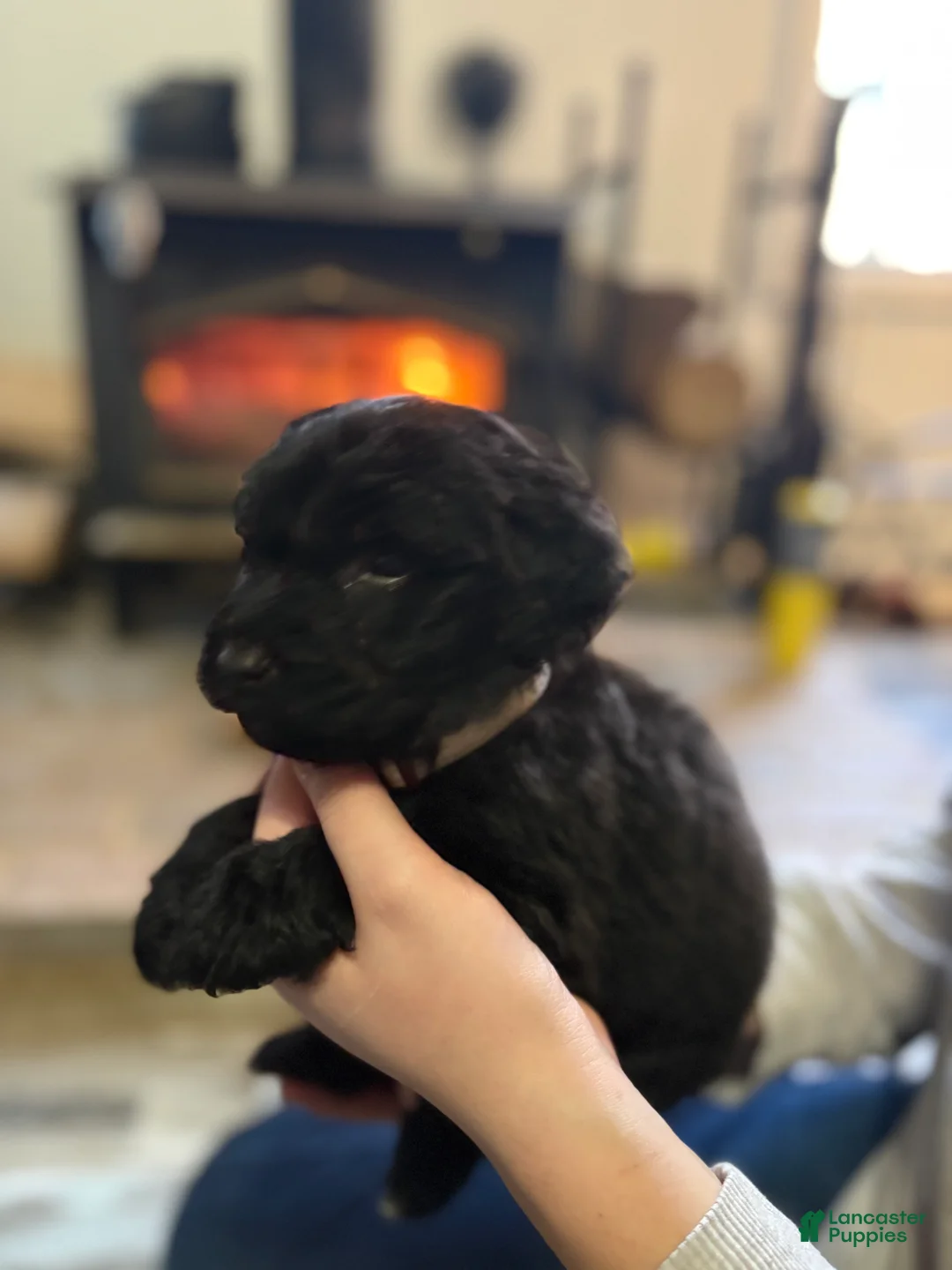 Mixed Breed dogs for sale: Mixed Breed Puppy 1 - Ad 1