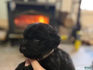 Mixed Breed dogs Mixed Breed Puppy 1 - Ad 30