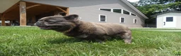 French Bulldog dogs for sale: French Bulldog 1 Hazley - Ad 3