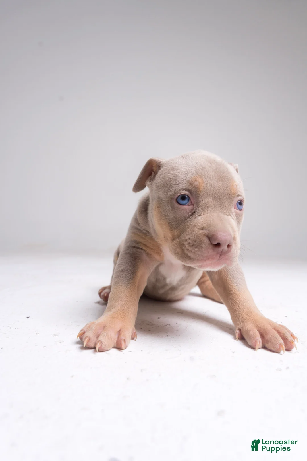 American Bully dogs for sale: Melon - Ad 1