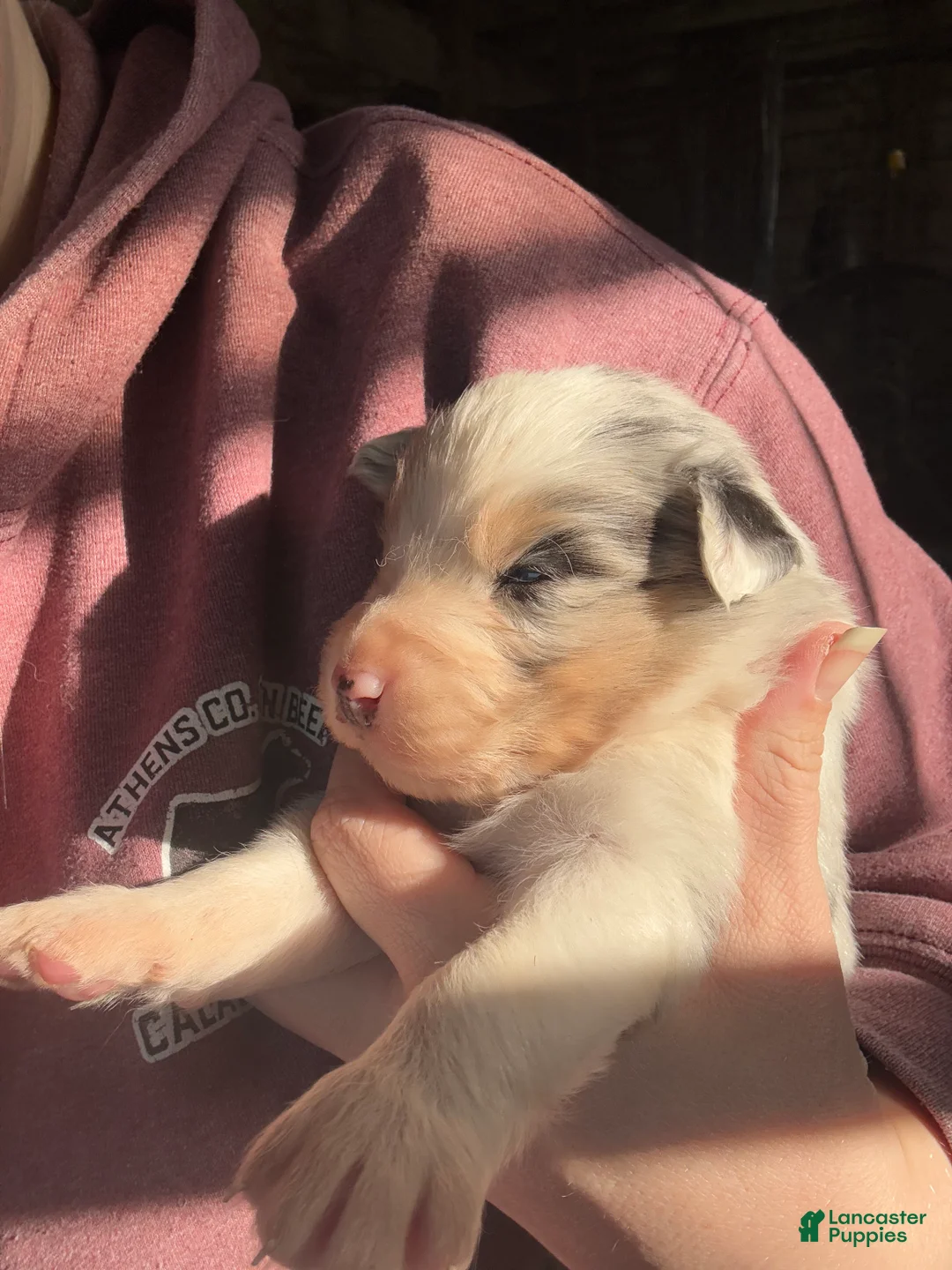 Australian Shepherd dogs for sale: Australian Shepherd Puppy 3 - Ad 1