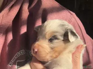 Australian Shepherd dogs for sale: Australian Shepherd Puppy 3 - Ad 1