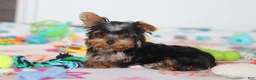 Yorkshire Terrier dogs for sale: Daisy - Ad 5