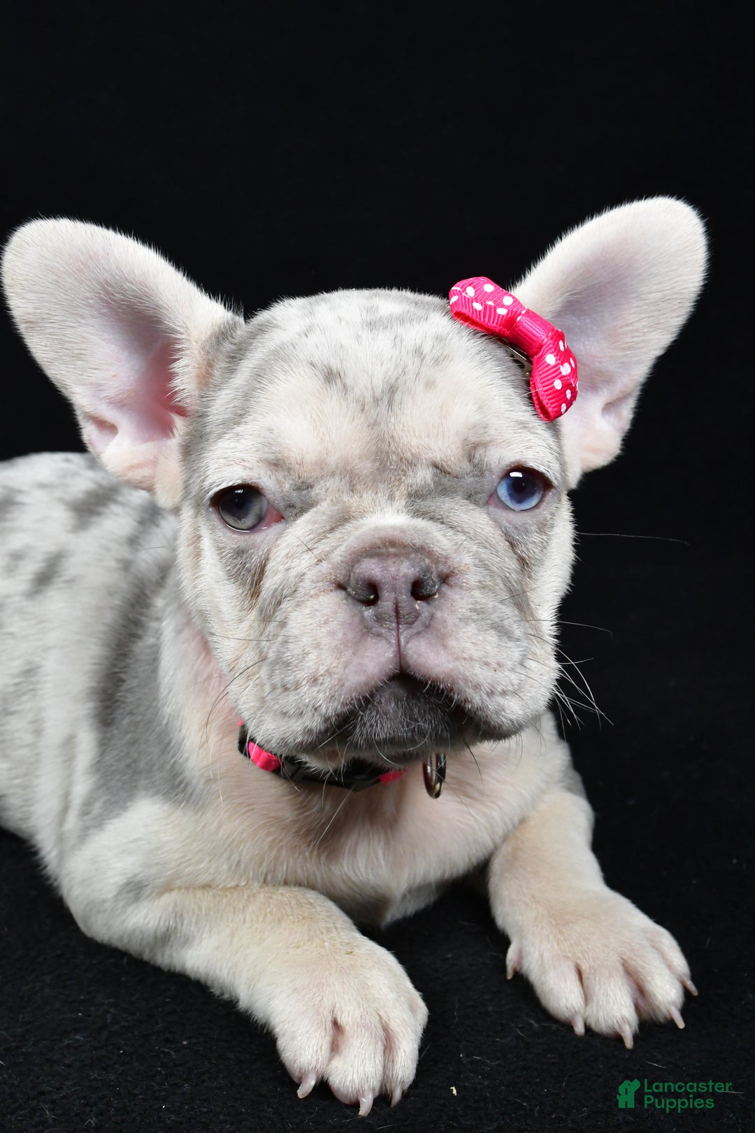 French Bulldog dogs for sale: Bella  - Ad 2