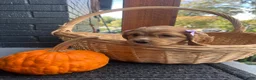 Cocker Spaniel dogs for sale: Boo 🎃🤎 - Ad 4