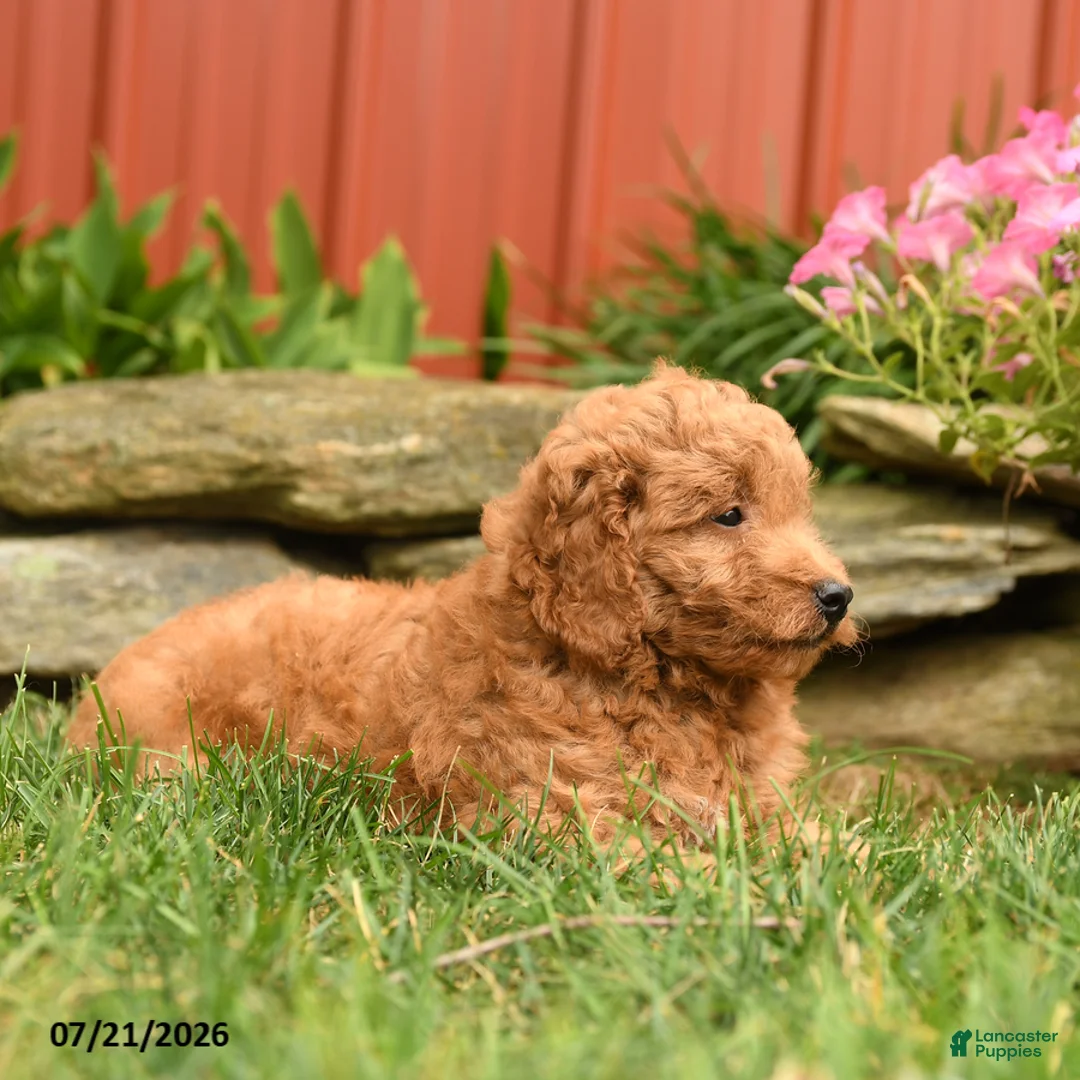 Mini Goldendoodle dogs for sale: Quest - Ad 3