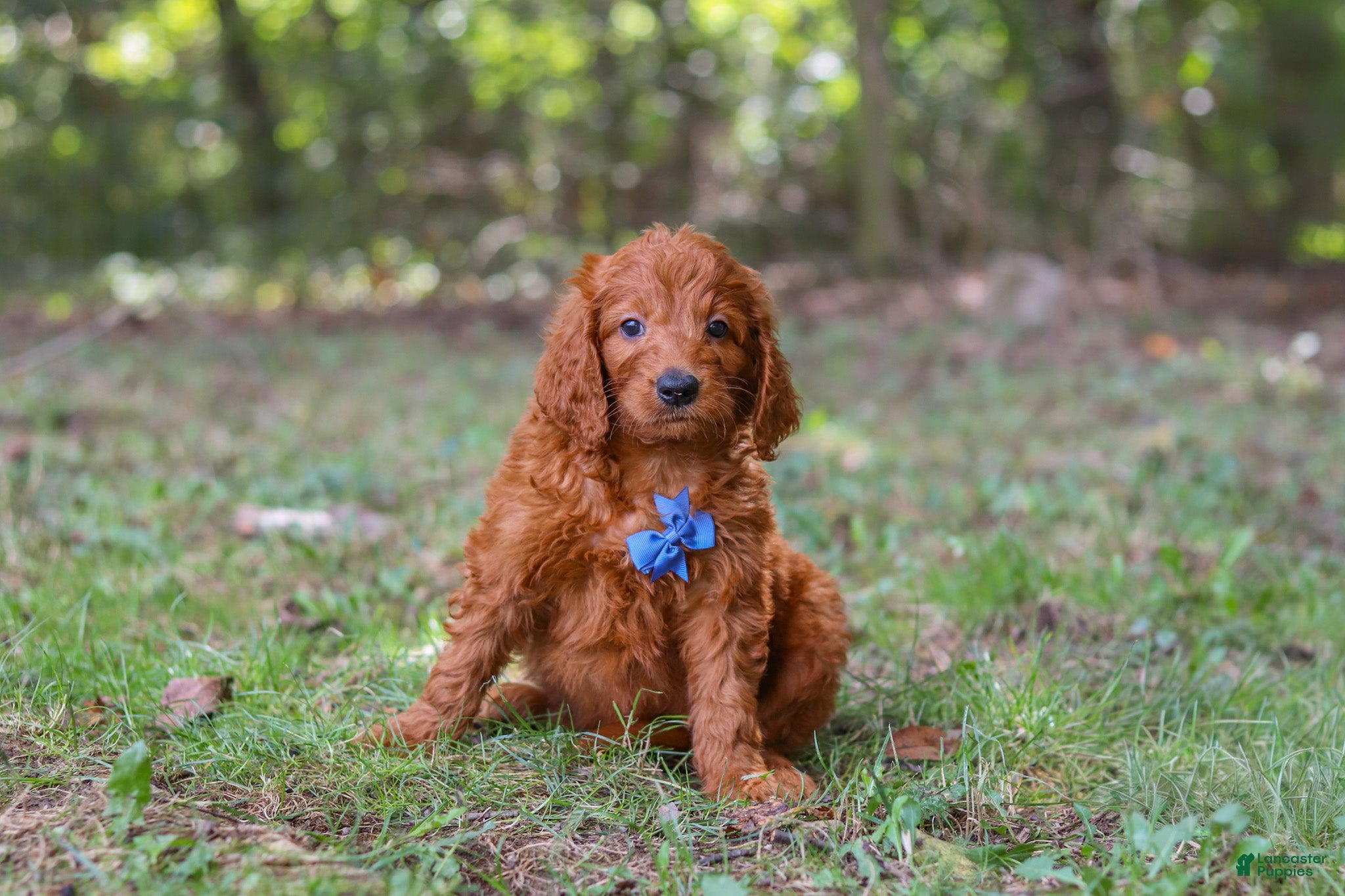 Goldendoodle dogs Braxton - Ad 2