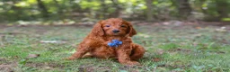 Goldendoodle dogs for sale: Braxton - Ad 2