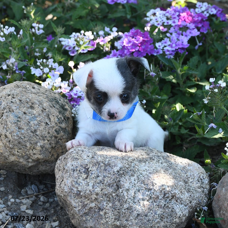 Chihuahua dogs Dash - Ad 2