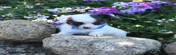 Chihuahua dogs for sale: Dash - Ad 2