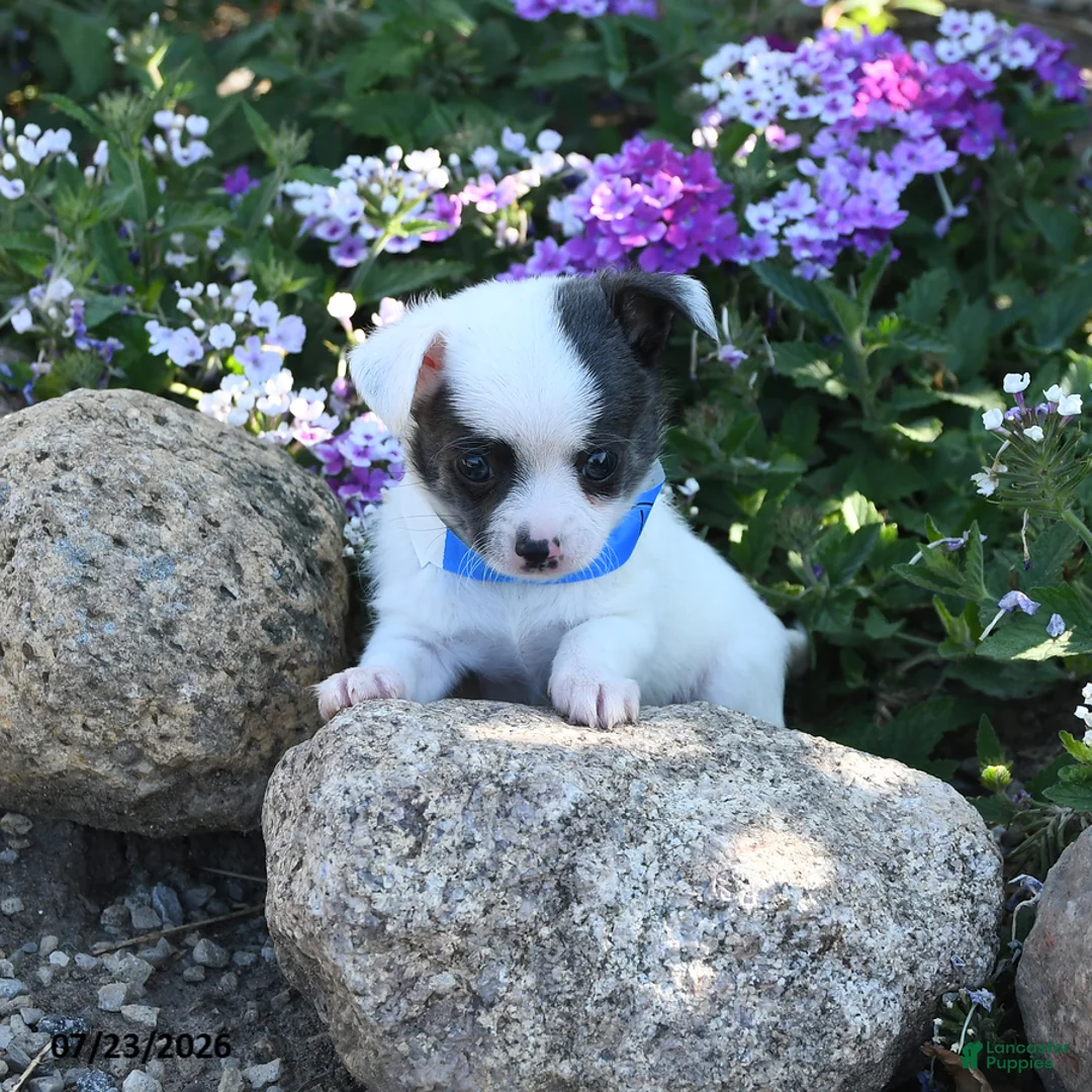 Chihuahua dogs for sale: Dash - Ad 2