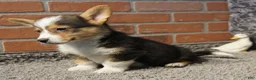 Welsh Corgi Pembroke dogs for sale: Agustus - Ad 3