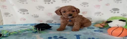 Cockapoo dogs for sale: Sawyer  - Ad 1