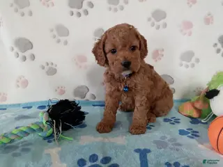 Cockapoo dogs for sale: Sawyer - Ad 4