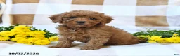 Cockapoo dogs for sale: Melody - Ad 1