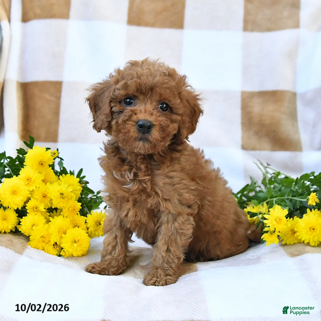 Cockapoo dogs for sale: Melody - Ad 1
