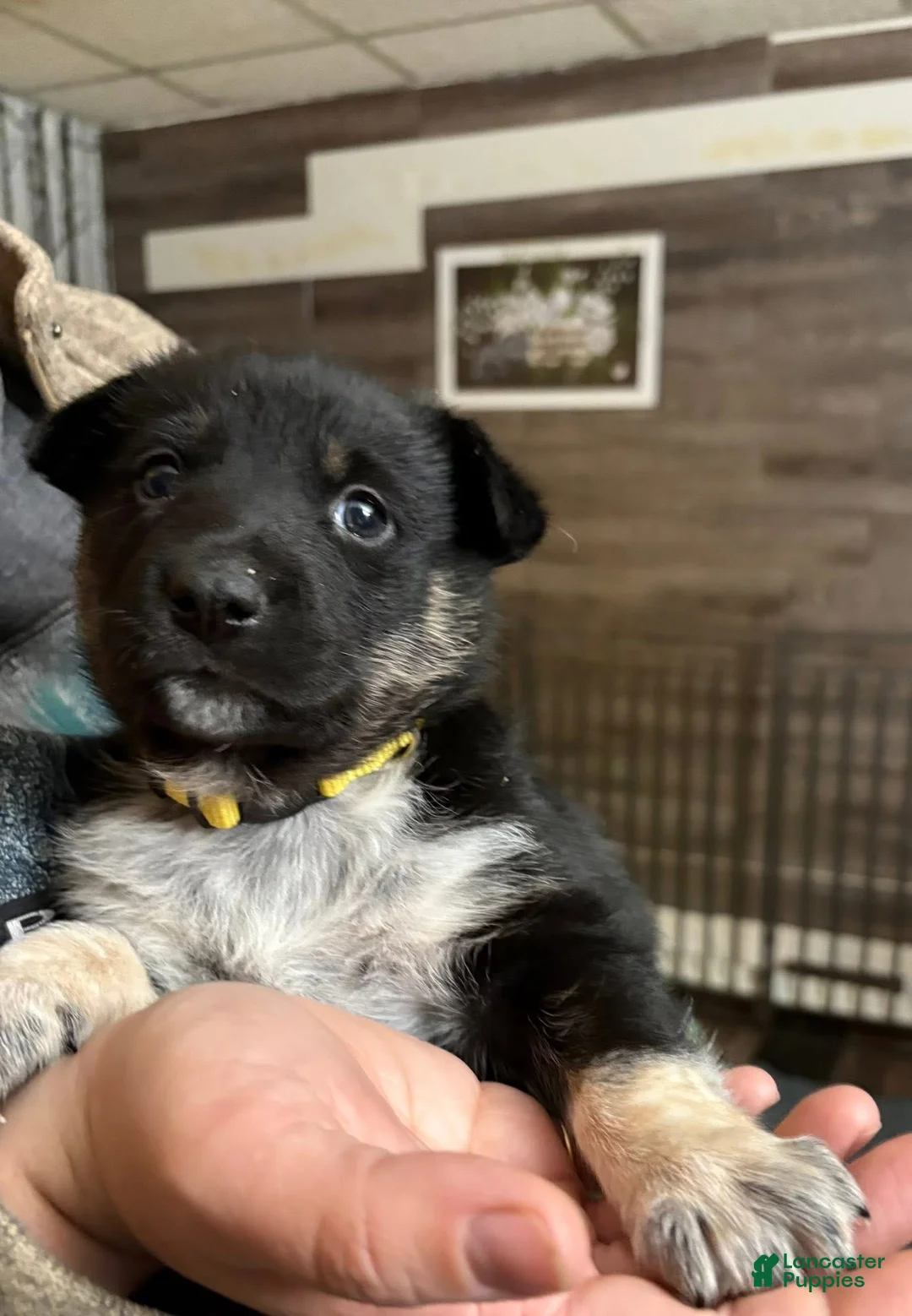 Mixed Breed dogs for sale: Luna - Ad 8