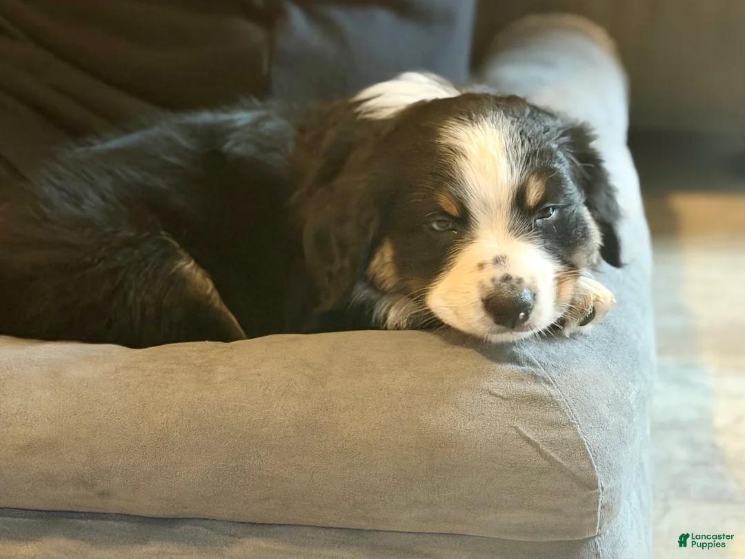 Australian Shepherd dogs for sale: Arrow  - Ad 1