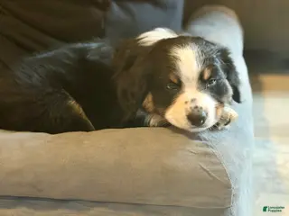 Australian Shepherd dogs for sale: Arrow - Ad 3