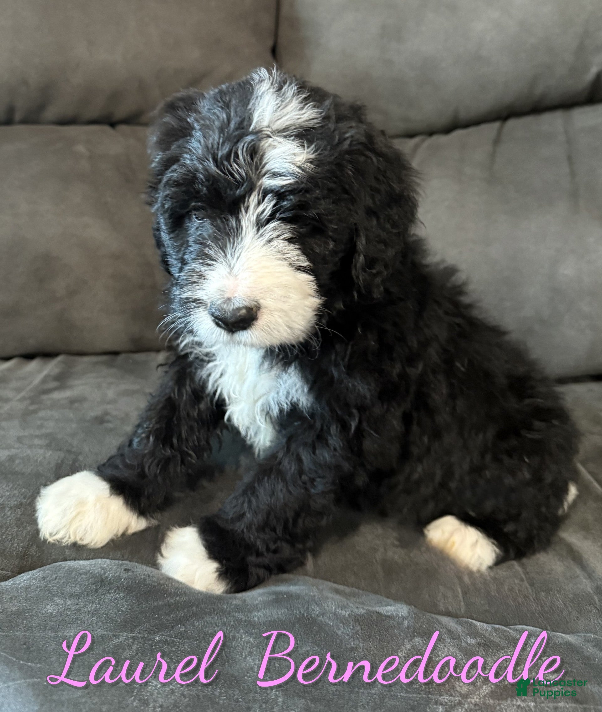 Bernedoodle dogs Laurel - Ad 23