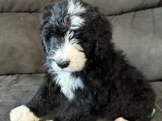 Bernedoodle dogs Laurel - Ad 23