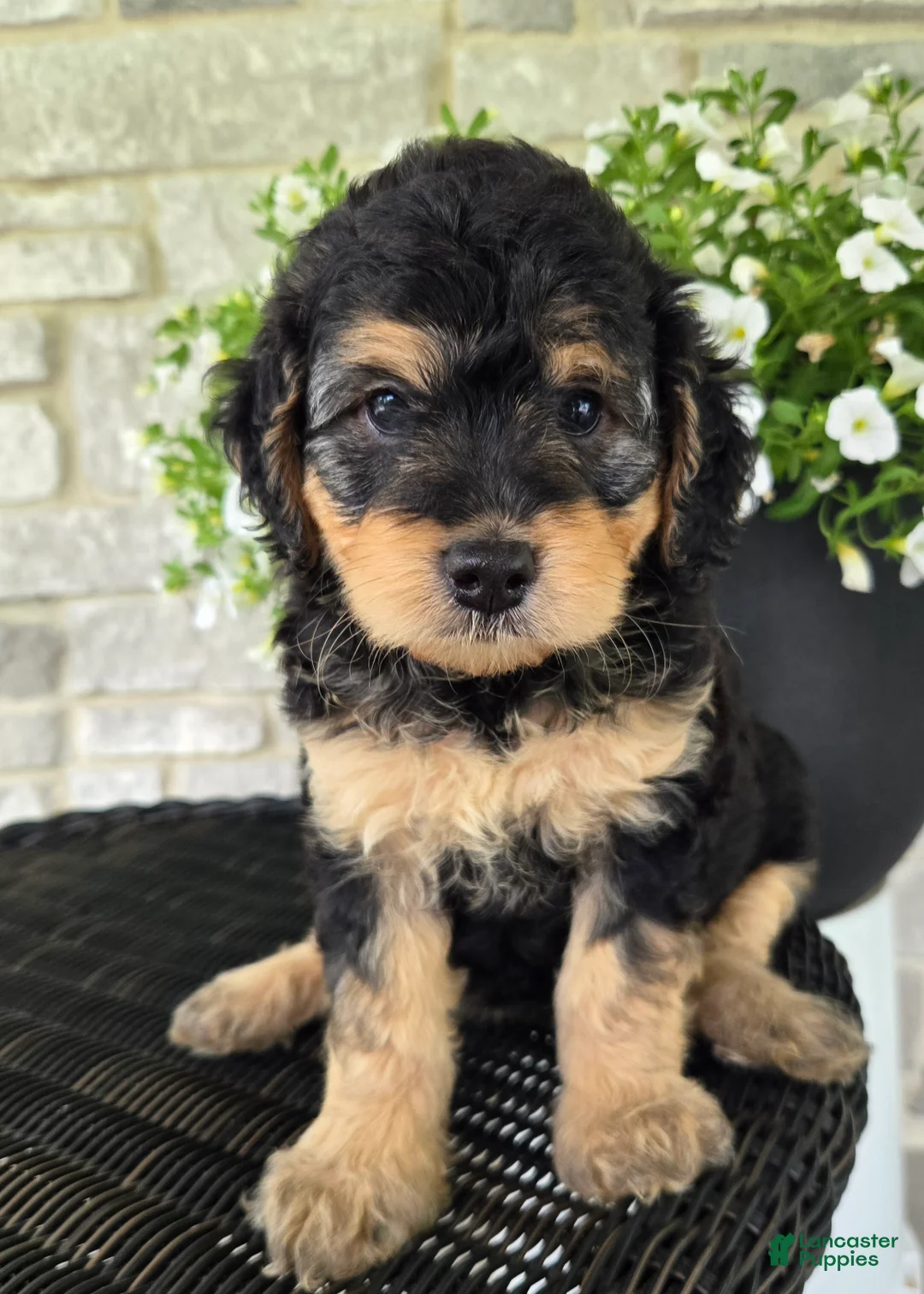 Mini Goldendoodle dogs for sale: Paris - Ad 1