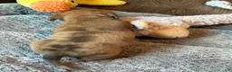 Dachshund dogs for sale: Dachshund 1 - Ad 22