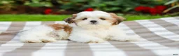 Shih Tzu dogs for sale: Anthony (Puppy Raised in Our Home and Working on Potty Training!) - Ad 7