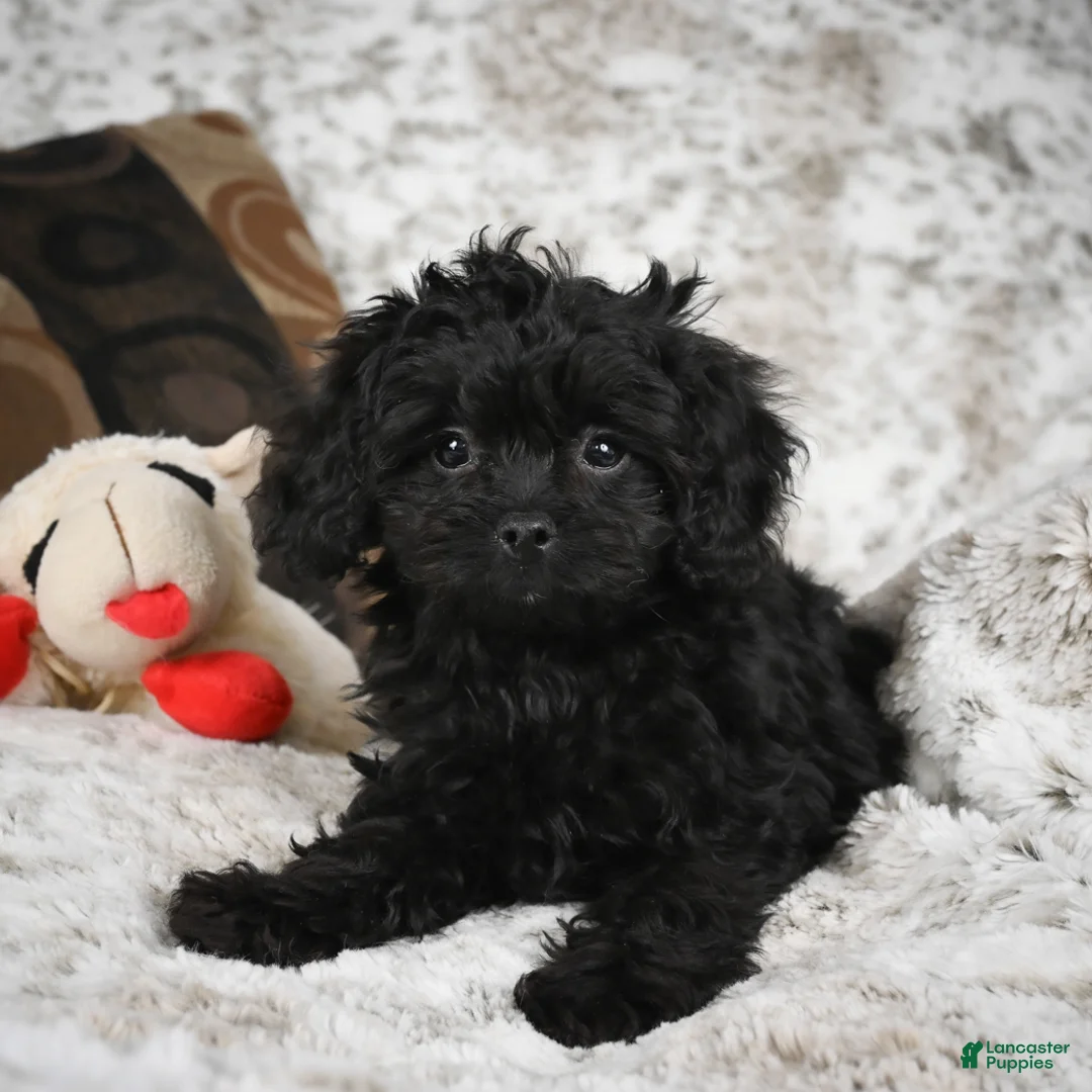 Cavapoo dogs for sale: Saco - Ad 12