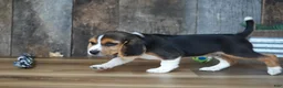 Beagle dogs for sale: Cooper - Ad 9