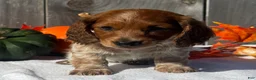 Miniature Dachshund dogs for sale: Forrest - Ad 3