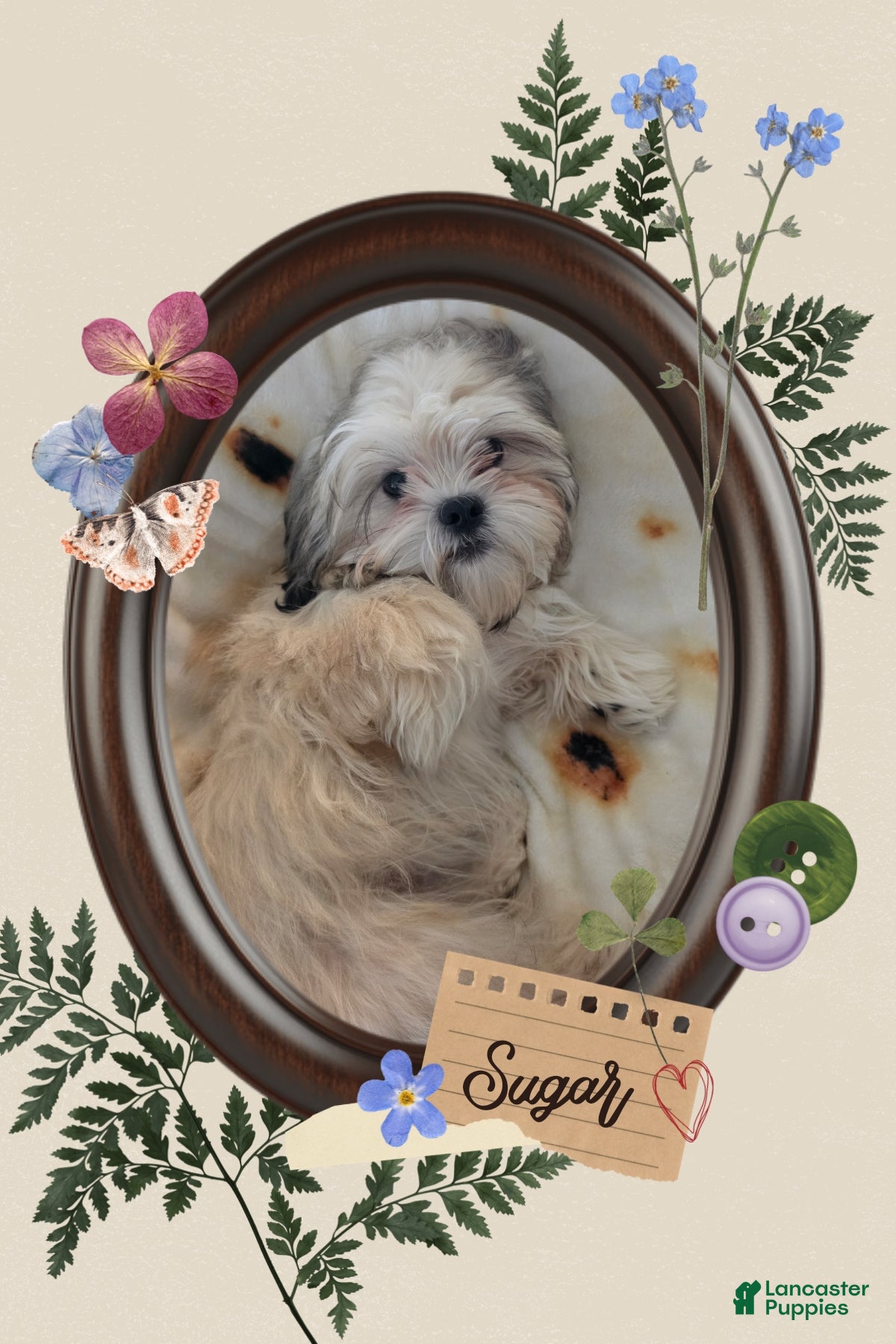 Shorkie dogs for sale: SUGAR - Ad 1