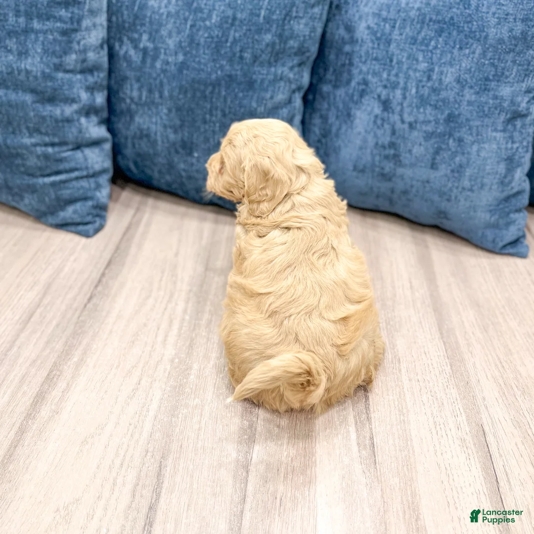 Havapoo dogs for sale: Jordan - Ad 6