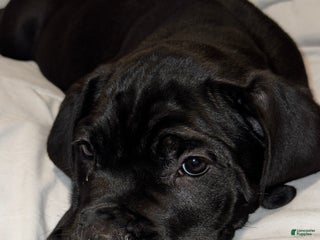 Cane Corso dogs Onyx - Ad 38