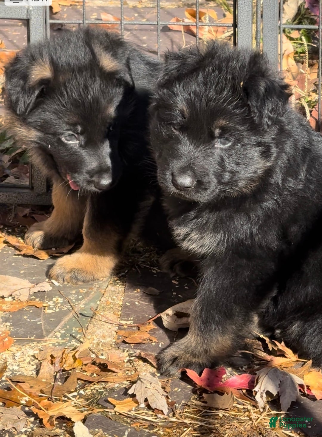 German Shepherd dogs for sale: German Shepherd Puppy 2 - Ad 3