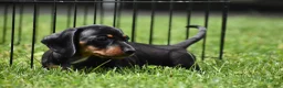 Miniature Dachshund dogs for sale: Slinky - Ad 3