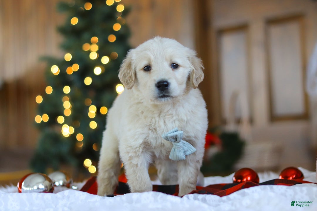 Golden Retriever dogs for sale: Duke - Ad 2