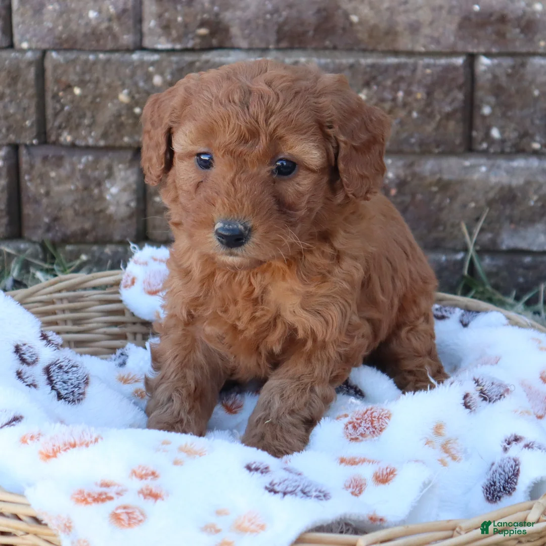 Mini Goldendoodle dogs for sale: Connie - Ad 3