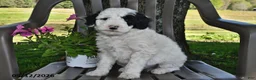 Goldendoodle dogs for sale: Charlie - Ad 3