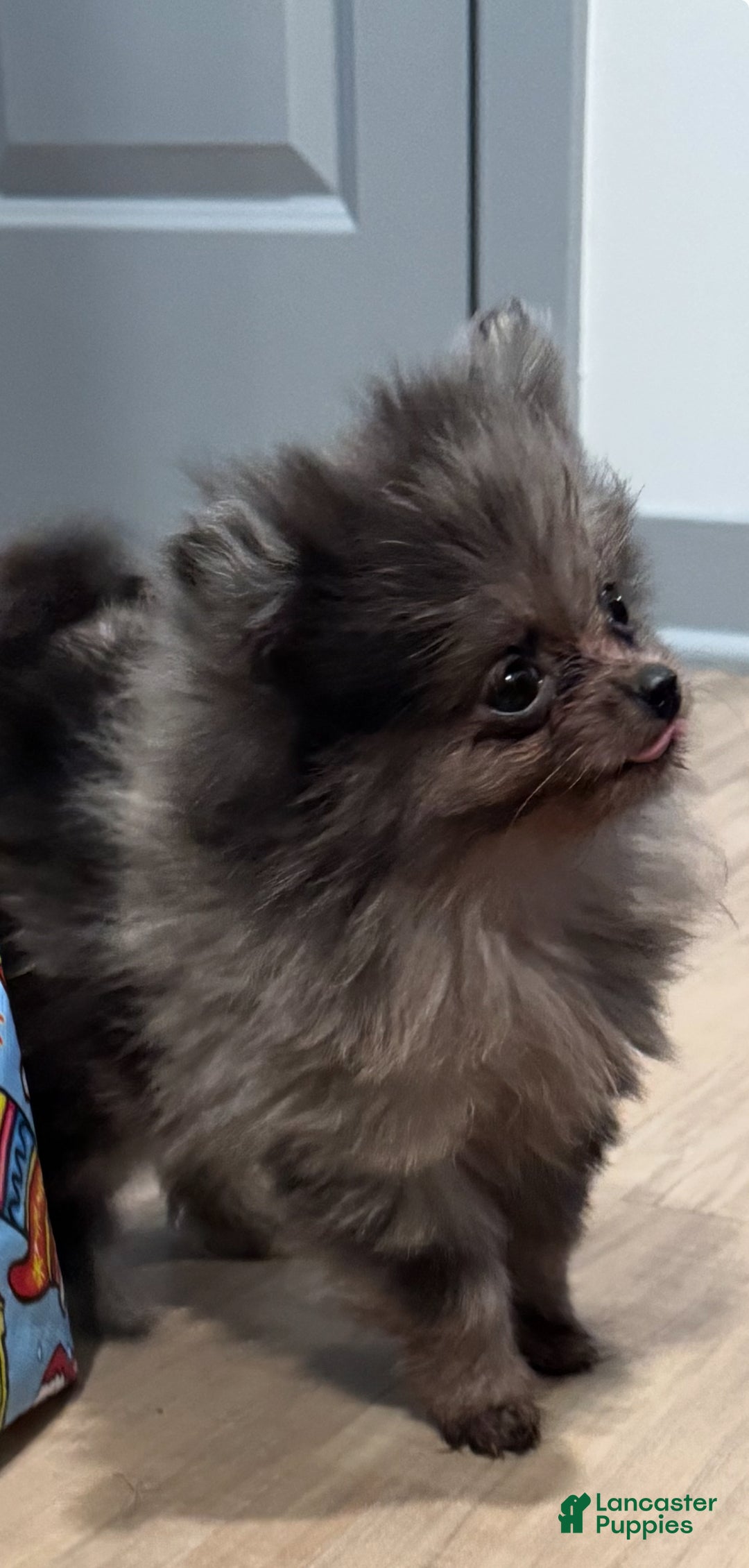 Pomeranian dogs for sale: Oreo - Ad 4