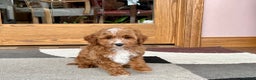 Cavapoo dogs for sale: Cavapoo F1b Male Puppy 1 - Ad 10